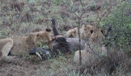 Video: Sư tử đào hang, bắt sống lợn rừng